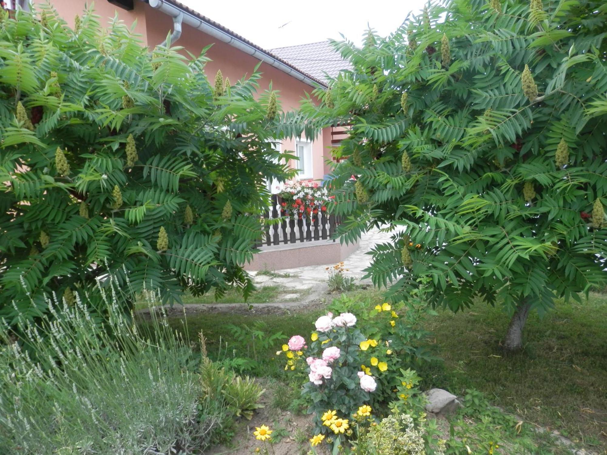 Guesthouse Blazenka Hodak Selište Drežničko Extérieur photo